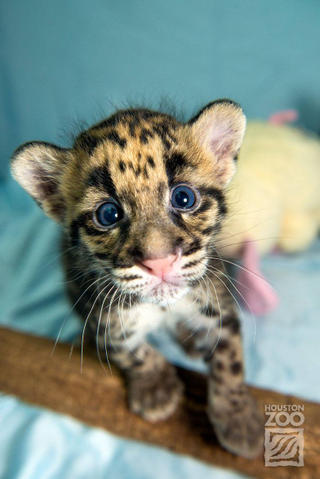 Illustration for article titled Clouded Leopard Cubs First For Houston Zoo, Are Adorable